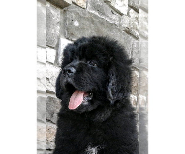 Medium Photo #2 Newfoundland Puppy For Sale in HERNDON, PA, USA