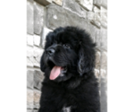 Small Photo #2 Newfoundland Puppy For Sale in HERNDON, PA, USA