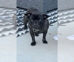 Small #7 French Bulldog Mix