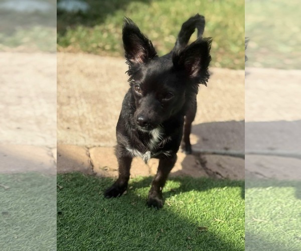 Medium Photo #6 Chion Puppy For Sale in Princeton, MN, USA