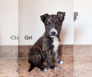 Mountain Cur-Unknown Mix Dogs for adoption in Foristell, MO, USA