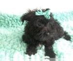 Small Poodle (Toy)-Yorkshire Terrier Mix
