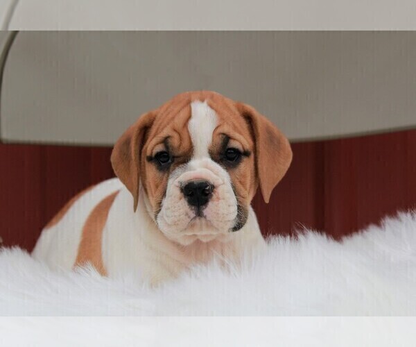 Medium Photo #1 Beabull Puppy For Sale in APPLE CREEK, OH, USA