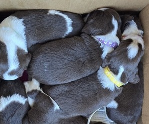 English Springer Spaniel Puppy for sale in SEWARD, PA, USA