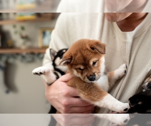 Shiba Inu Puppy for sale in OLATHE, KS, USA