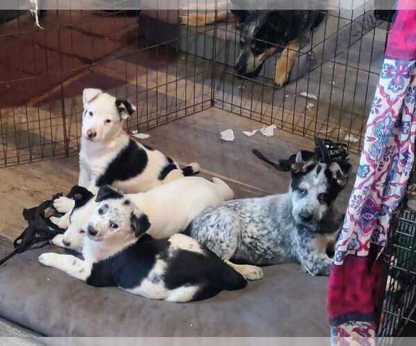 Medium Photo #2 Mutt Puppy For Sale in Garden City, NY, USA