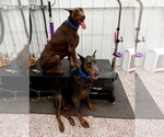 Small #1 Doberman Pinscher