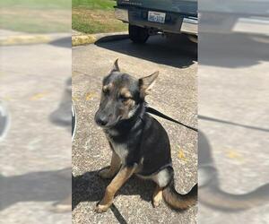 German Shepherd Dog Dogs for adoption in Houston, TX, USA
