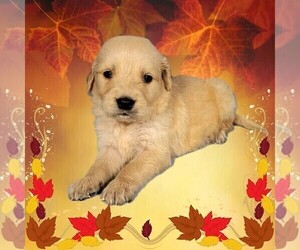 Medium Golden Retriever