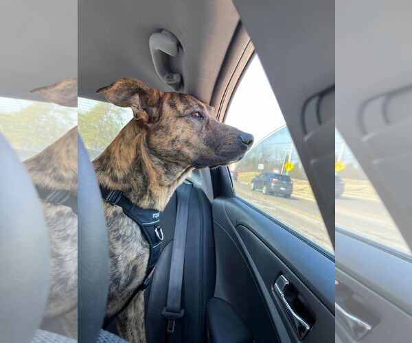 Medium Photo #7 American Pit Bull Terrier-German Shepherd Dog Mix Puppy For Sale in Germantown, OH, USA