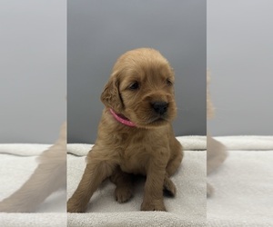 Golden Retriever Dog for Adoption in FREDERICKSBG, Ohio USA