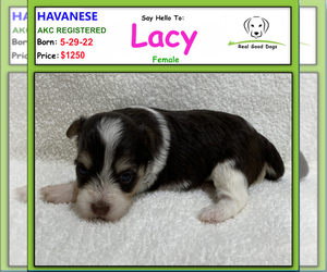 Havanese Dog for Adoption in ALBION, Indiana USA