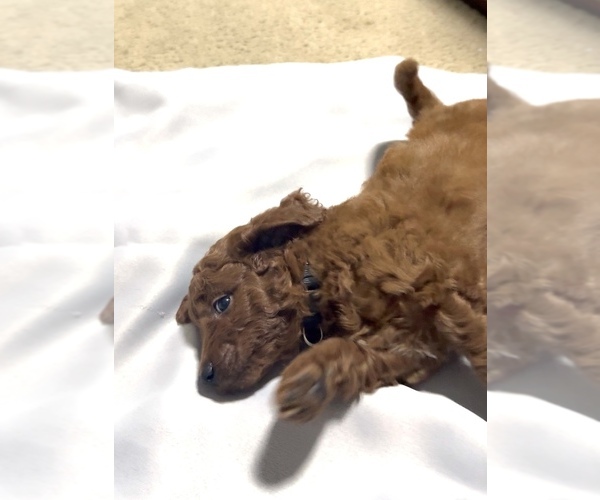 Medium Photo #3 Golden Retriever-Poodle (Toy) Mix Puppy For Sale in GIBSONTON, FL, USA