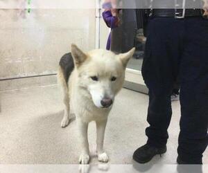 Siberian Husky-Unknown Mix Dogs for adoption in Riverside, CA, USA