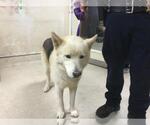 Small Siberian Husky Mix