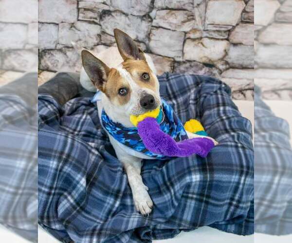 Medium Photo #6 Mutt Puppy For Sale in Kennesaw, GA, USA