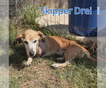 Small Photo #16 Chiweenie Puppy For Sale in San Antonio, TX, USA
