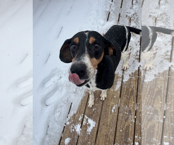 Medium Photo #9 Black and Tan Coonhound-Unknown Mix Puppy For Sale in Holly Springs, NC, USA
