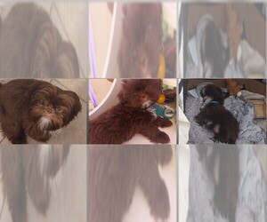 Father of the Shih Apso puppies born on 08/04/2025
