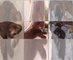 Small Photo #1 Shih Apso Puppy For Sale in SCOTTSDALE, AZ, USA