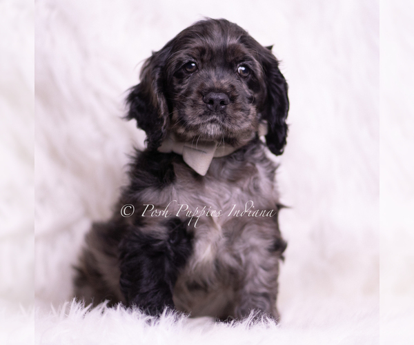 Medium Photo #16 Cocker Spaniel Puppy For Sale in WARSAW, IN, USA