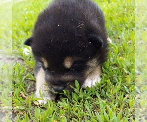 Shiba Inu Puppy for sale in AINSWORTH, NE, USA