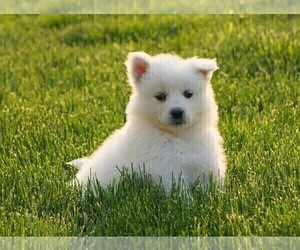 Samoyed Puppy for sale in FREDERICKSBURG, OH, USA