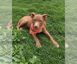 Small #3 Labrador Retriever Mix