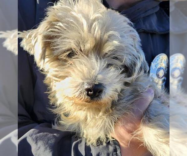 Medium Photo #1 Mutt Puppy For Sale in San Antonio, TX, USA