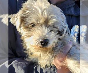 Mutt Dogs for adoption in San Antonio, TX, USA