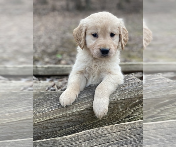 Medium Photo #9 Golden Retriever Puppy For Sale in MORGANTOWN, IN, USA