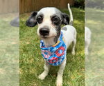 Small #3 Lhasa Apso Mix