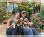 Small #20 Goldendoodle