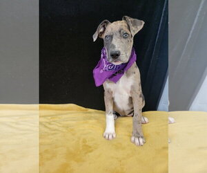 Donut - Female Catahoula Leopard Dog-Unknown Mix Dog for Adoption - Photo #4