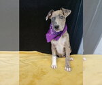 Small Photo #4 Catahoula Leopard Dog-Unknown Mix Puppy For Sale in Mt. Laurel, NJ, USA