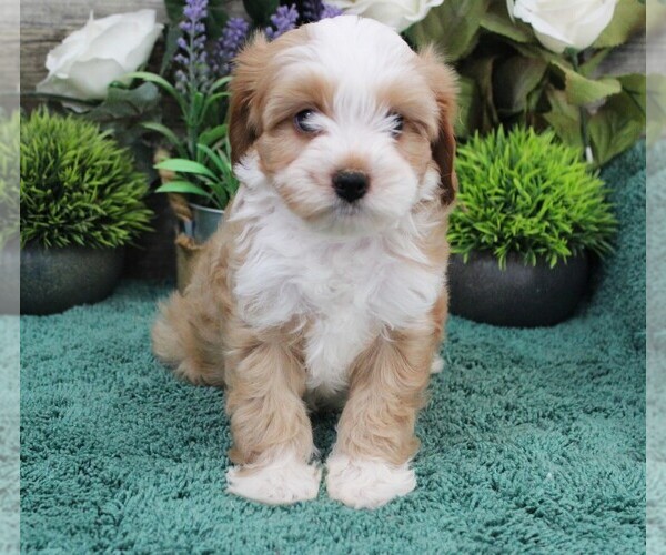 Medium Photo #1 Cavapoo (Miniature) Puppy For Sale in CARLISLE, KY, USA