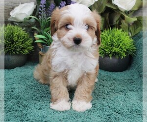 Cavapoo (Miniature) Puppy for Sale in CARLISLE, Kentucky USA
