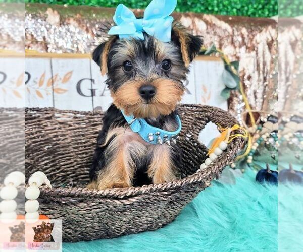 Medium Photo #2 Yorkshire Terrier Puppy For Sale in FORT LAUDERDALE, FL, USA