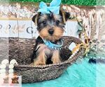 Small Photo #2 Yorkshire Terrier Puppy For Sale in FORT LAUDERDALE, FL, USA