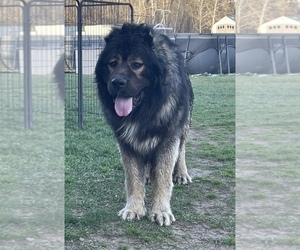 Father of the Caucasian Shepherd Dog puppies born on 04/12/2023