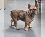 Small French Bulldog