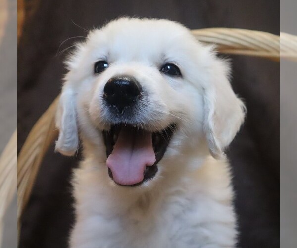 Medium Photo #1 English Cream Golden Retriever Puppy For Sale in LANCASTER, WI, USA