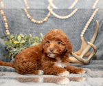 Small #2 Goldendoodle (Miniature)