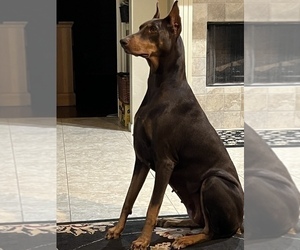 Mother of the Doberman Pinscher puppies born on 01/26/2023