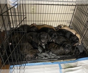 Bullypit-Cane Corso Mix Puppy for sale in GARLAND, TX, USA