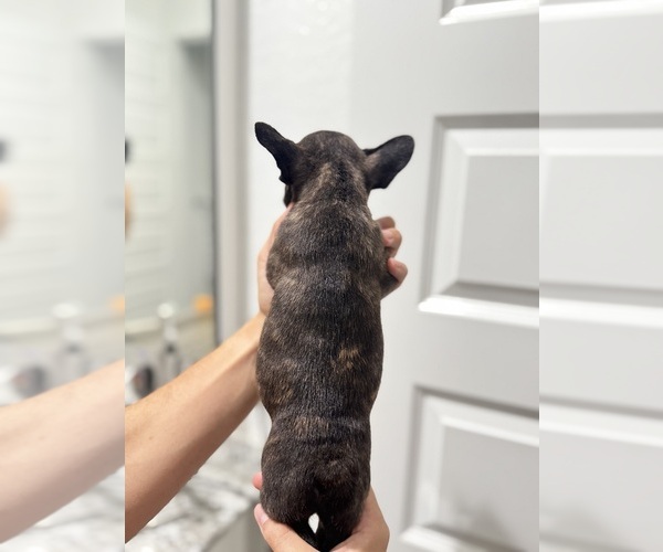 Medium Photo #12 French Bulldog Puppy For Sale in LAVEEN, AZ, USA