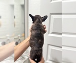 Puppy Puppy 2 French Bulldog