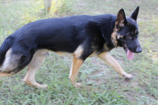 Medium Photo #1 German Shepherd Dog Puppy For Sale in SOMERVILLE, TN, USA