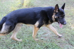 Small Photo #1 German Shepherd Dog Puppy For Sale in SOMERVILLE, TN, USA