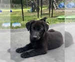Puppy Lime German Shepherd Dog